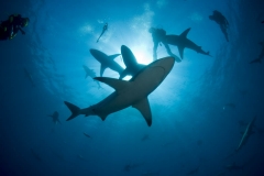 Blacktip Sharks