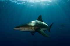 Blacktip Shark