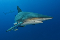 Shark Diving Aliwal Shoal