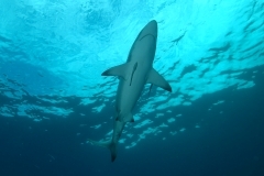 Blacktip Shark