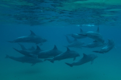 Bottlenose Dolphin Bottlenose Dolphin