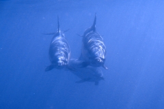 Bottlenose Dolphin