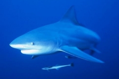 Bull Shark