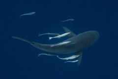 Shark Diving Ponta Do Ouro