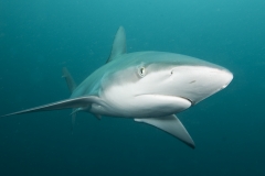 Dusky Shark