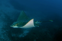 Eagle Ray