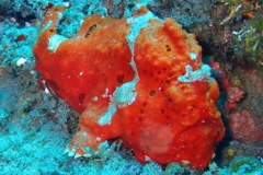 Frog Fish
