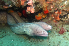 Geometric Eel Geometric Eel