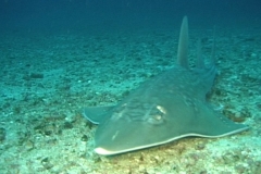 Guitar Shark