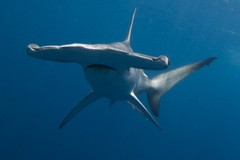 Shark Diving Ponta Do Ouro