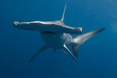 Hammerhead Shark