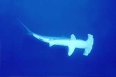 Hammerhead Shark