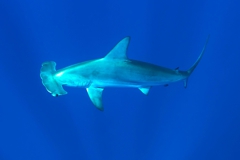 Hammerhead Shark