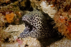 Honeycomb Eel Honeycomb Eel