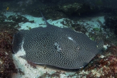 Honeycomb Ray