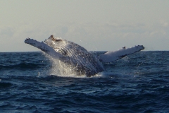 Humpback Whale Humpback Whale