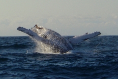 Humpback Whale