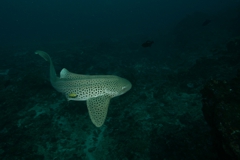 Shark Diving Ponta Do Ouro