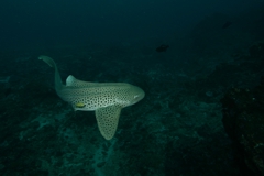 Leopard Shark