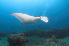 Manta Ray