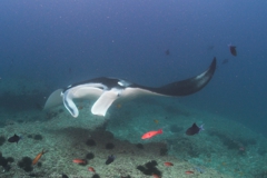 Manta Ray Manta Ray