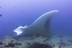 Manta Ray Manta Ray