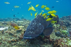 Potato Bass