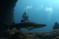 Ragged Tooth Shark