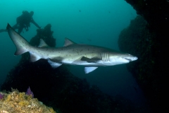 Ragged Tooth Shark