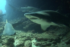 Ragged Tooth Sharks
