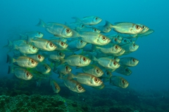 Reef Fish