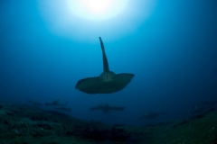 Round Ribbontail Ray