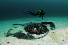 Round Ribbontail Ray