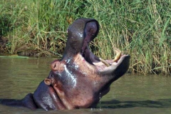 Hippo