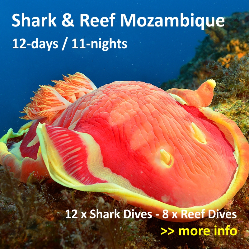 Shark Diving Protea Banks