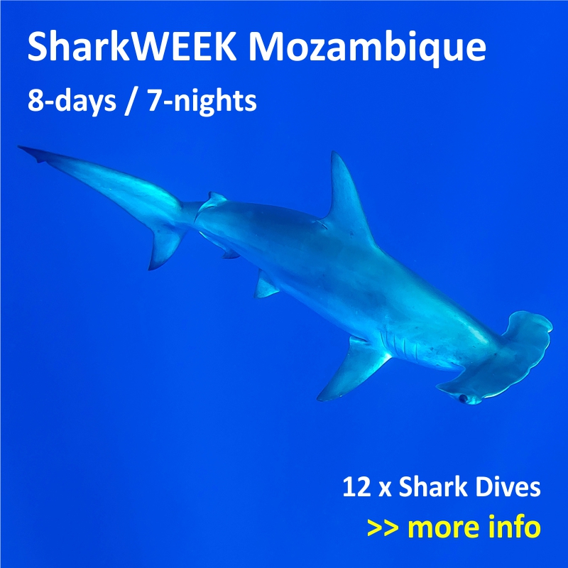 Shark Diving Protea Banks