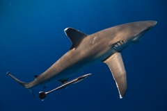 Silvertip Shark