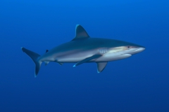 Silvertip Shark