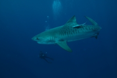 Shark Diving Protea Banks