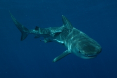 Tiger Shark