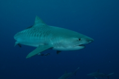 Shark Diving Ponta Do Ouro