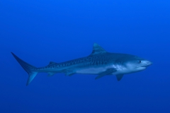 Tiger Shark