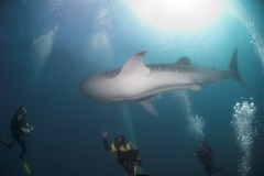 Whale Shark Whale Shark