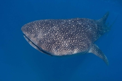 Whale Shark