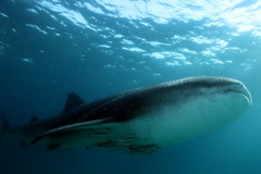 Whale Shark Whale Shark
