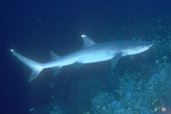 Whitetip Reef Shark