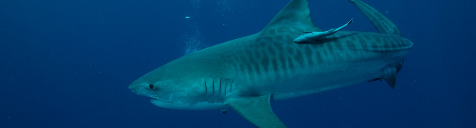 About Us - ScubaAddicts Diving Adventures