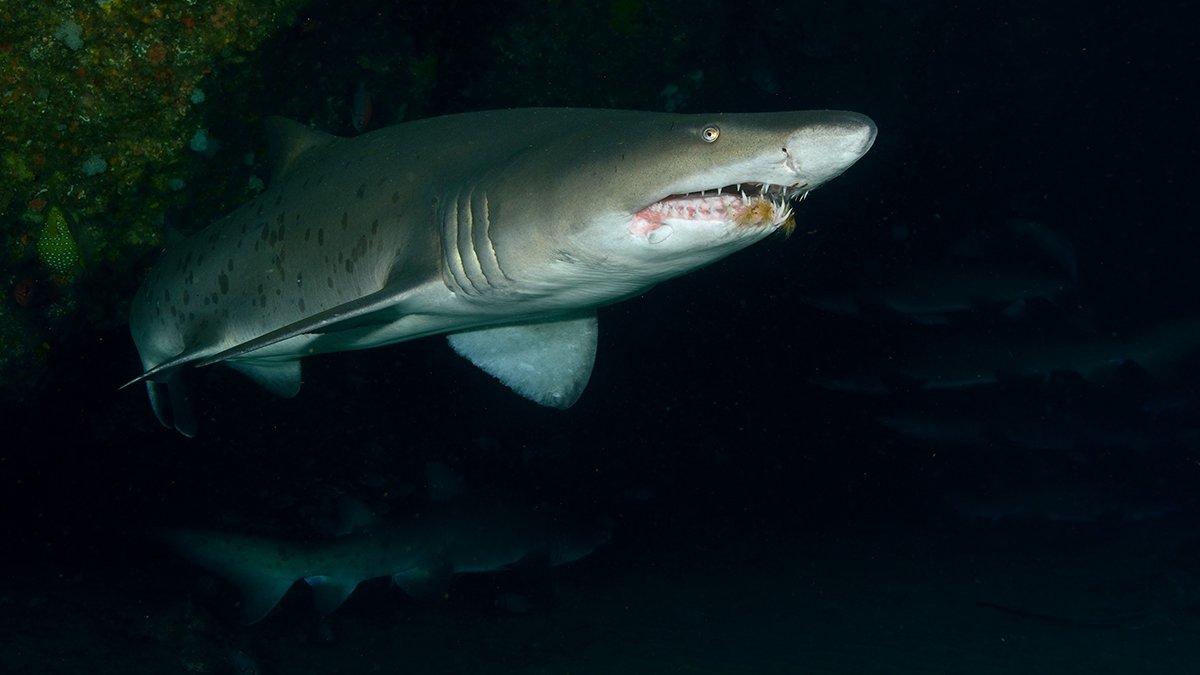 Shark diving in Aliwal Shoal