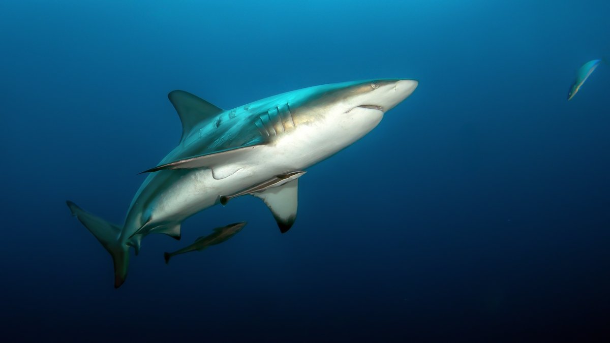 Baited shark diving
