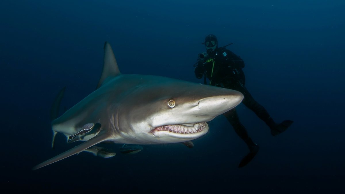 Blacktip sharks in Aliwal Shoal
